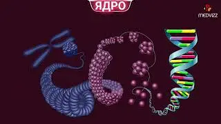 КЛЕТОЧНОЕ ЯДРО