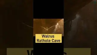 Ark Ascended Walrus Rathole pt. 3 