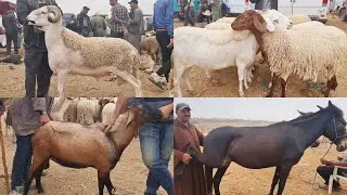 سوق عمر أربعاء مكناس صوريا لحوالى ونعجة وماعز وحمير وبغال وخيول 2024/08/21