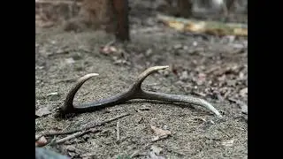 Zrzuty jeleni 2026 #zrzuty2026 #deer #antlers #antler #zhody #zrzuty #zrzutyjeleni #wildlife #forest