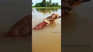salvando vidas