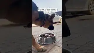 What I feed my dog 🐶 
