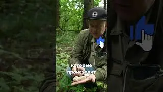 #грибы #сборгрибов #мухоморы #лесное #опята #шампиньоны #грибники