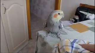 Кирюша хороший, Витюша красивый! 👍