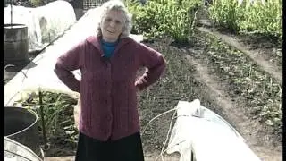 Агротехника дыни в Сибири