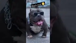 @RitikDogKennel177 -black rock 😁♥️♥️#pitbull #shortsviral #dogs #shortfeed #ritikdogkennel #shorts