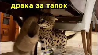 Сервал рычит ,сервал атакует домашний сервал 🐆 serval attack