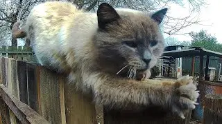 😺 Old Siamese cat on the fence