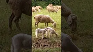twins 🐑🐑😍