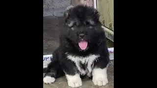 Caucasian shepherd puppy (Georgia)