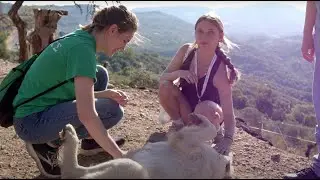 Veterinary Medicine Shadowing Program | Doctors in Italy Fellowship