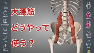 大腰筋ってどう使うの？基礎解剖と運動、動かし方のヒントを解説