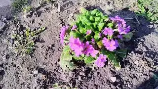 Мой огород 2 апреля.\\ Закуска из лаваша🌮.