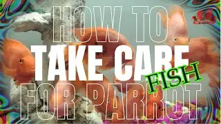 How To Take Care for Parrot Fish || Blood Parrot Fish Care