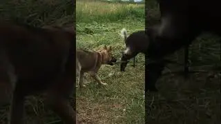 СкабЕева и Собака