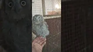 птенец сплюшки еще ничо не понимает
