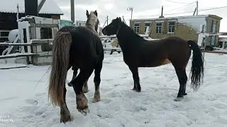 Жеребец полюбил Ляльку