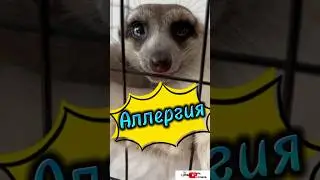 Аллергия на суриката #meerkat #сурикотики #cat #шпротик