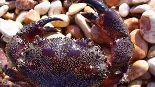 Хочу на море !!! Крым 2006.