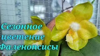Сезонное цветение Фалинопсисов.Видовые,гибриды.