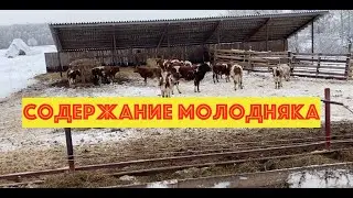 Содержание молодняка КРС в КФХ 