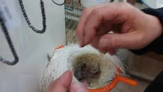Sæt ringe på kanarier