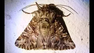 Hadena silenes is a species of moth of the family Noctuidae.