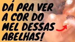 DÁ PRA VER A COR DO MEL DESSAS ABELHAS