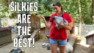 Why Silkie Chickens Make the Best Pets!