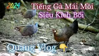 Tiếng Gà Mái Mồi | Mới Nhất 2024