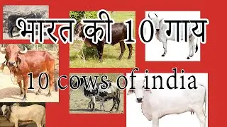 भारत मे पाई जानेवाली 10 गायो की प्रजातीया || #GIR || 10 cow breeds of India