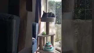 Cute cat Whiskers playing with his ridiculously long tail. #funnycats #cutecat #cutecatshorts