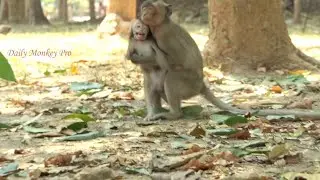 Baby monkey called his mother to help as little monkey try to drag and kidnap