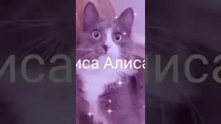 #Киса