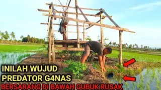 Inilah wujud asli predator sawah yang bersarang dibawah gubuk rusak milik pak tani,