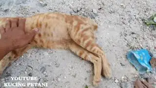 Kucing Oren kesurupan