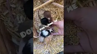 The fastest way to tame pet mice 🤪🐭 