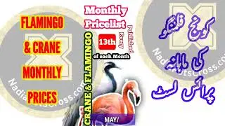 Flamingo Cranes Pricelist JUN 2023 | Monthly Prices of Cranes & Flamingo | Bird Market Latest Update