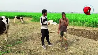 গরুর বাথানের খামারিদের জীবনযাপনের গল্প শুনুন-সিরাজগঞ্জের গরুর বাথানে একদিন-Cow farming in Bangladesh
