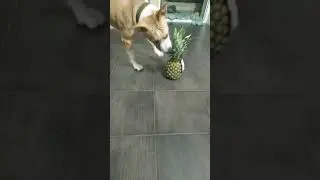 реакция щенка на ананас
