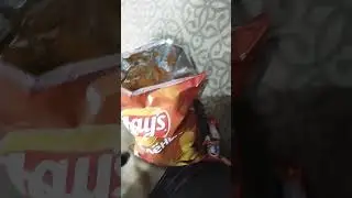 мне купили кота