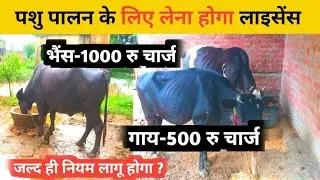 License will have to be taken to rear cows and buffaloes in Gorakhpur city of UP | Gaay Bhains up ?