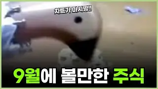 9월에 눈여겨봐야할 종목들 (반도체 빼고)