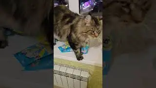 Мэйн Кун хочет чай