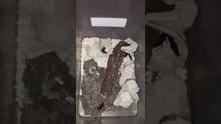 Как вывести Зофобаса Морео