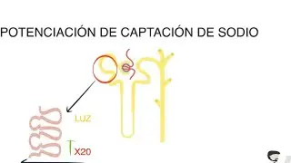 FISIOLOGIA RENAL: DIFUSION FACILITADA - SODIO