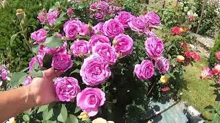 Розы флорибунда. Carmen Wurth (Кармен Вюрт)
