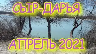 Бешеный клев ЛЕЩА. Весенняя рыбалка на СЫР-ДАРЬЕ.