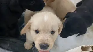 Goldador puppies start their day! cute puppy video
