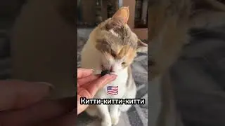 Как подзывают кошек в разных странах?🤔 (часть 1) 